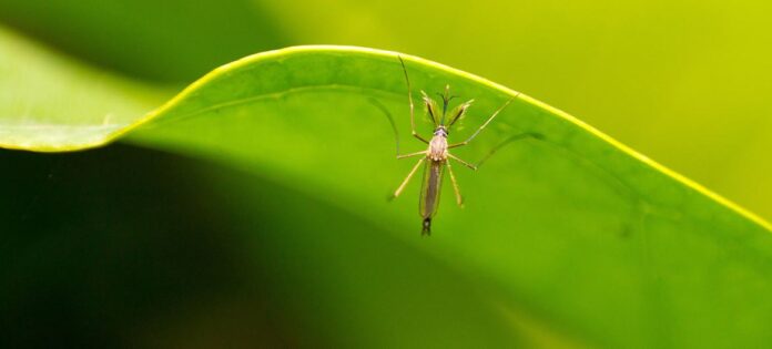 A febre amarela é uma doença transmitida por mosquitos