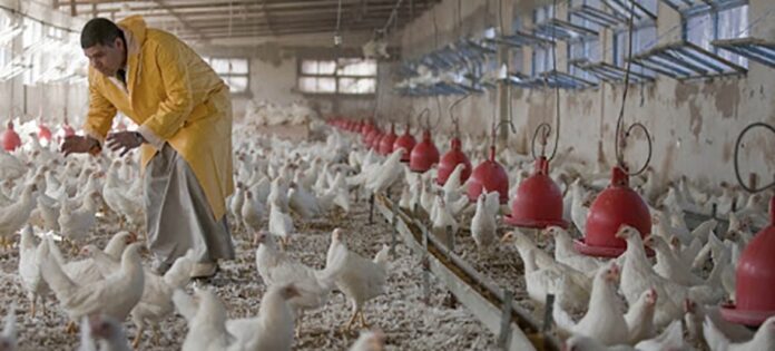A gripe aviária se espalha ameaçando perdas de centenas de milhões de aves em todo o mundo com risco de contaminação para mamíferos A gripe aviária se espalha ameaçando perdas de centenas de milhões de aves em todo o mundo com risco de contaminação para mamíferos